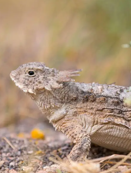 Texas horned lizard